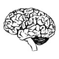 black and white drawing of a human brain. Royalty Free Stock Photo